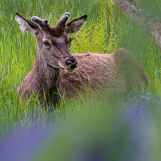 Portnacroish - Red deer